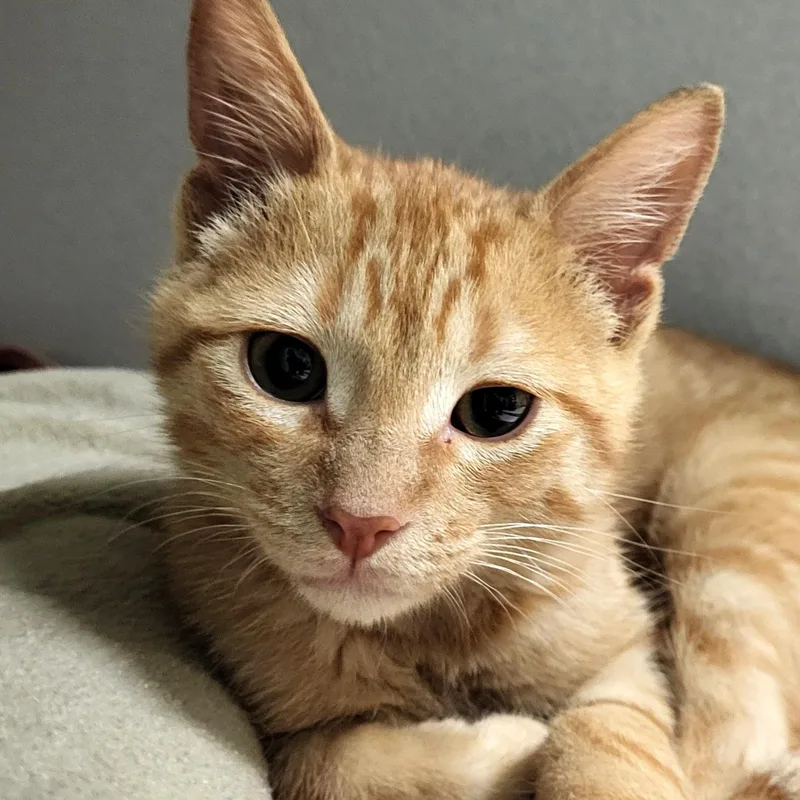 A baby medium-sized male Tabby (Orange / Red) Domestic Short Hair cat named Slurpee for adoption in Grayslake, IL
