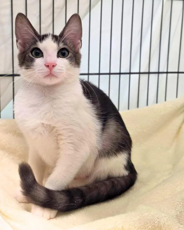 A baby small-sized female Domestic Short Hair cat named Uno for adoption in Novato, CA
