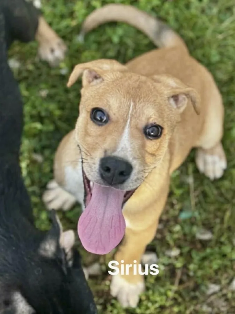 Sirius thumbnail 2
