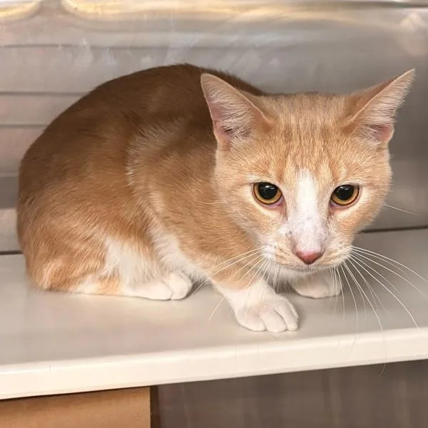 A young medium-sized male Domestic Short Hair cat named Brule  Bonded Buddy for adoption in Des Moines, IA