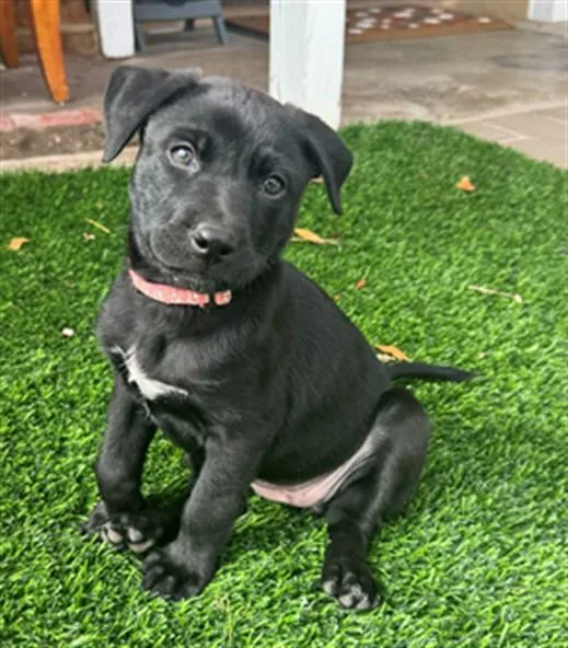 A baby small-sized female German Shepherd Dog dog named Jan for adoption in Ontario, CA