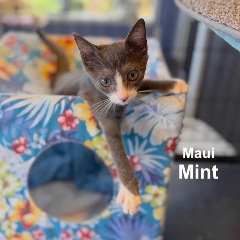 A baby small-sized male Gray / Blue / Silver Domestic Short Hair cat named Mint for adoption in Las Vegas, NV