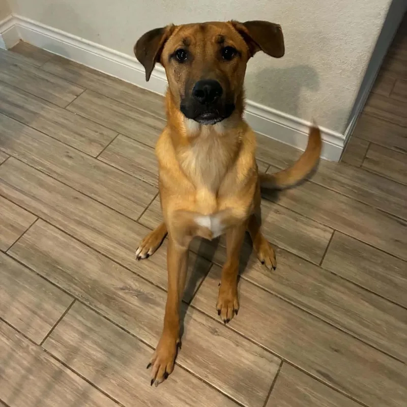A baby large-sized male Yellow / Tan / Blond / Fawn German Shepherd Dog dog named Link aka Leroy RW for adoption in Austin, TX