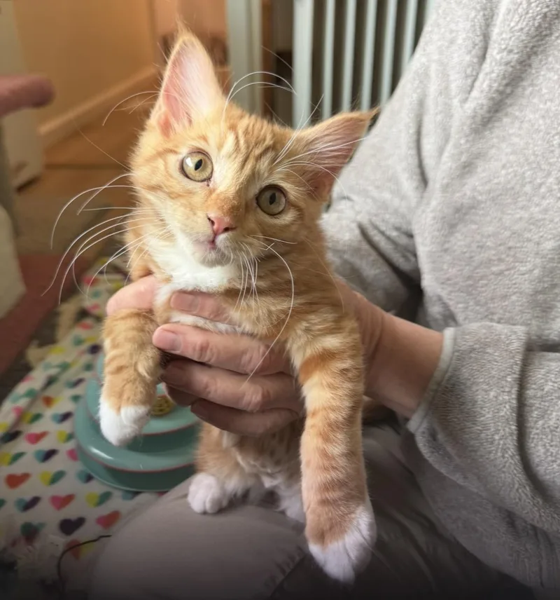 A baby small-sized female Domestic Medium Hair cat named Rosie for adoption in Wasilla, AK