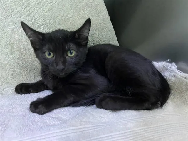A baby small-sized female Domestic Short Hair cat named Coven for adoption in Baldwin Park, CA