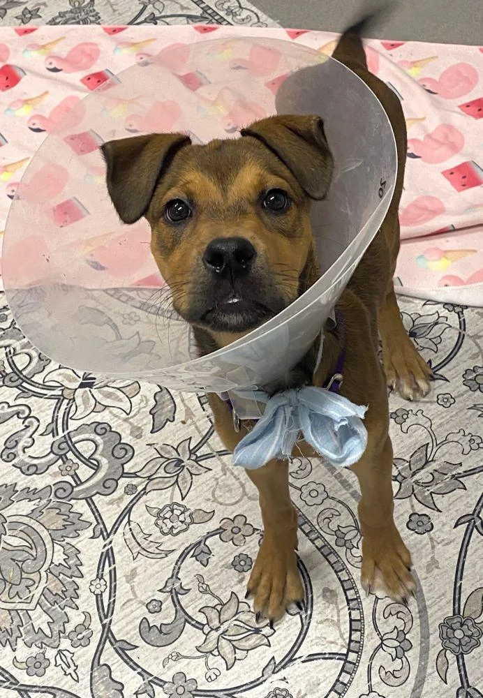 A baby medium-sized female Brown / Chocolate Mixed Breed dog named Cala for adoption in Alexandria, VA