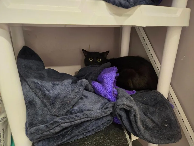 A young medium-sized male Domestic Short Hair cat named Chicken Nugget for adoption in Athens, TN
