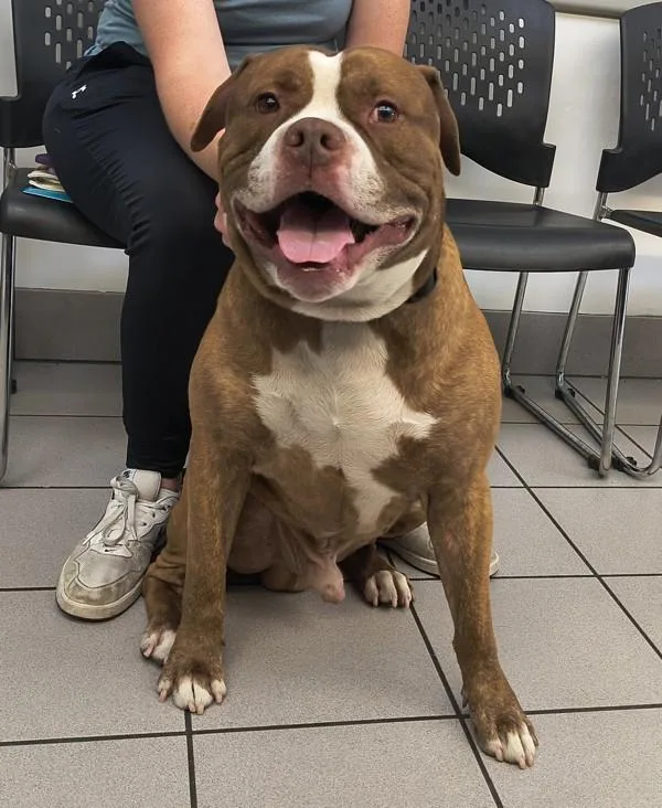 An adult extra large-sized male Boxer dog named Big Boy for adoption in Salt Lake City, UT