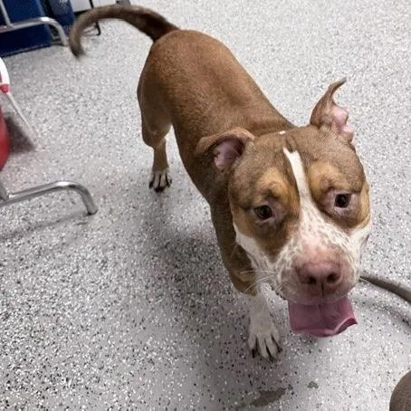 An adult large-sized female Gray / Blue / Silver Pit Bull Terrier dog named Brownie for adoption in Henderson, NV