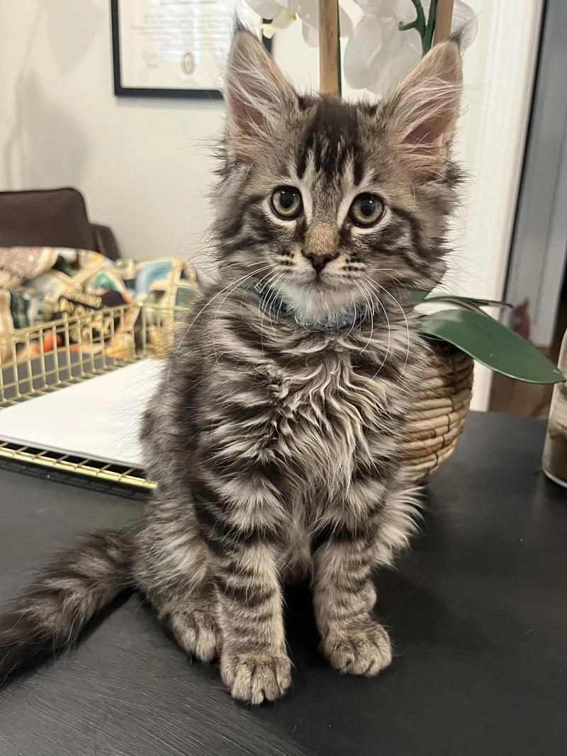 A baby medium-sized male Black Domestic Long Hair cat named Weasel for adoption in Chattanooga, TN
