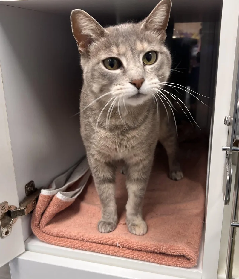 An adult medium-sized female Tortoiseshell cat named Wisp for adoption in Georgetown, KY
