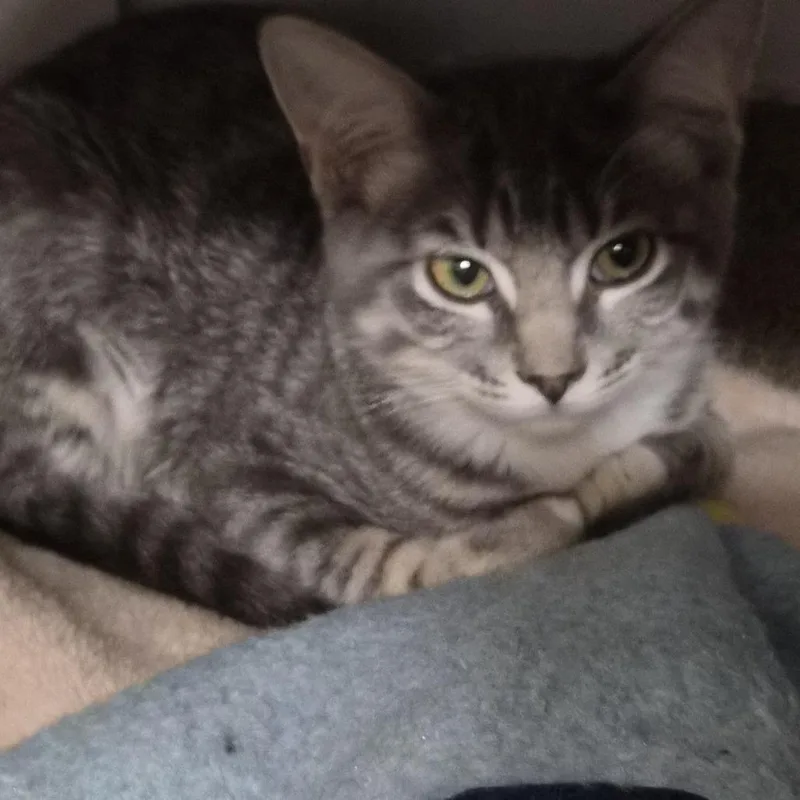 A baby small-sized female Gray / Blue / Silver Domestic Short Hair cat named Samantha for adoption in South Elgin, IL