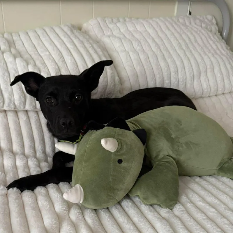 A young medium-sized female Black Labrador Retriever dog named Clementine for adoption in Portland, ME