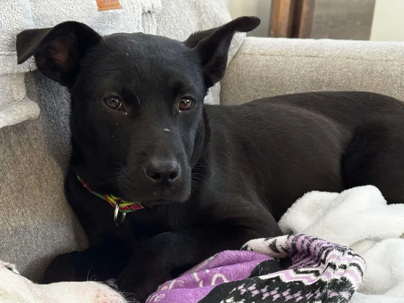 Clementine thumbnail 6