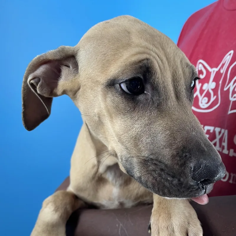 Lindee  Local April thumbnail 2