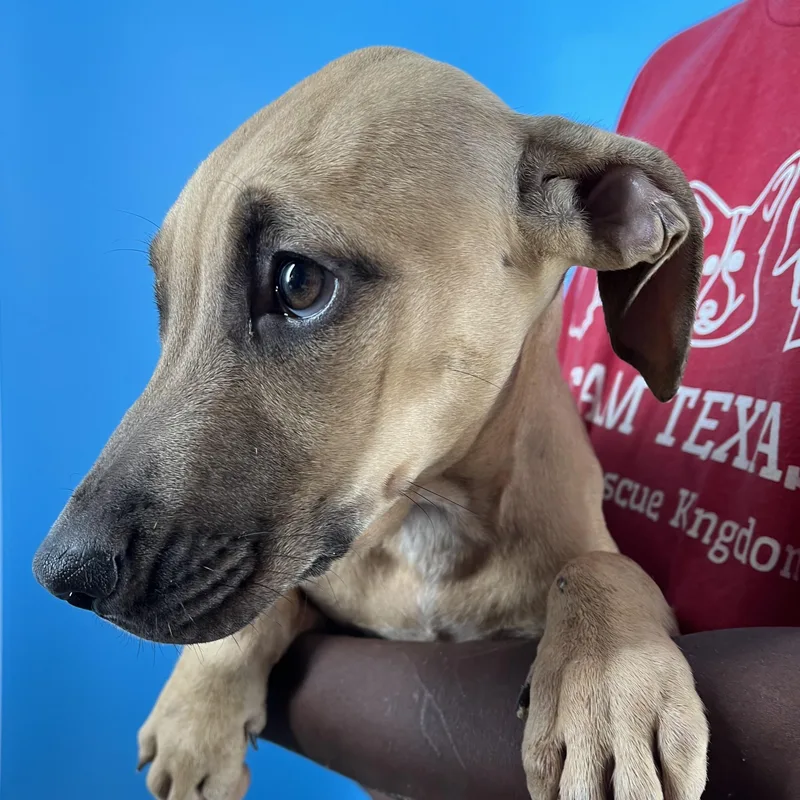 Lindee  Local April thumbnail 3