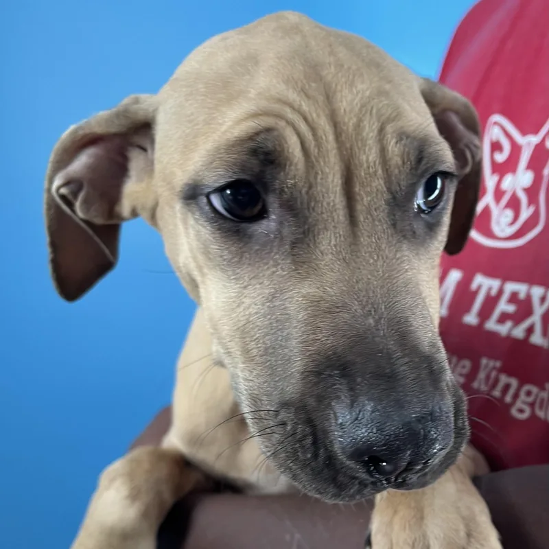 Lindee  Local April thumbnail 4