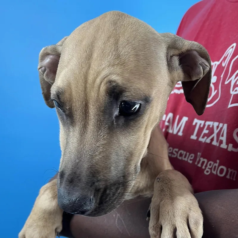 Lindee  Local April thumbnail 5