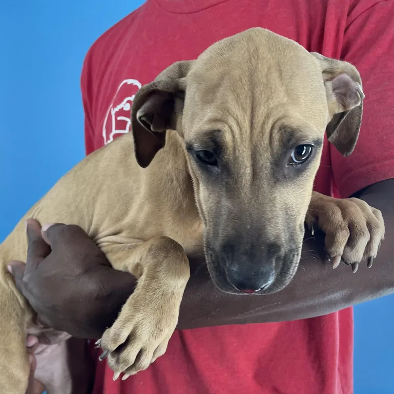 Lindee  Local April thumbnail 6