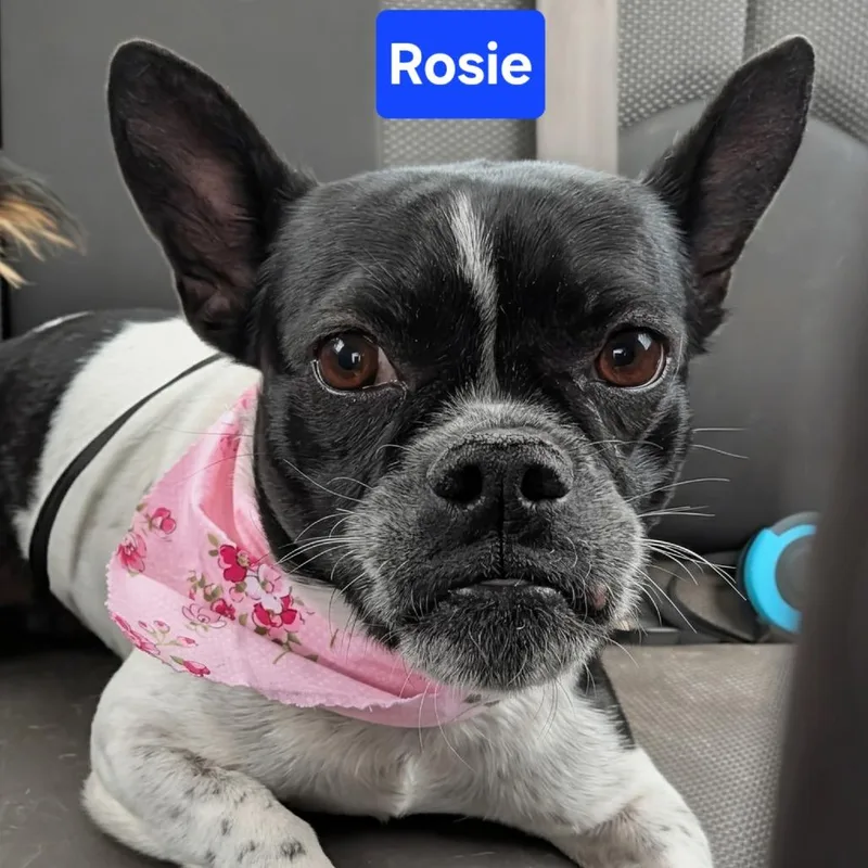 Rosie thumbnail 6