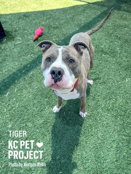 An adult large-sized male Gray / Blue / Silver Pit Bull Terrier dog named Tiger for adoption in Kansas City, MO