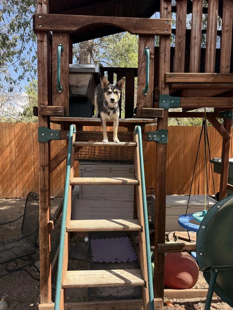 An adult medium-sized female Brown / Chocolate Klee Kai dog named Lailah for adoption in Littleton, CO