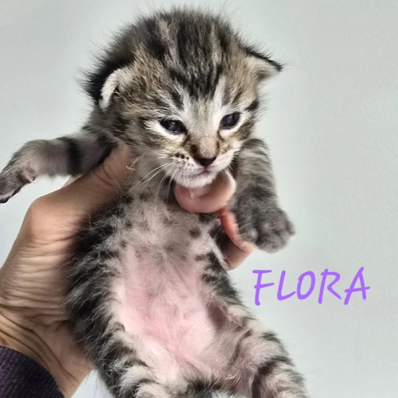 Flora