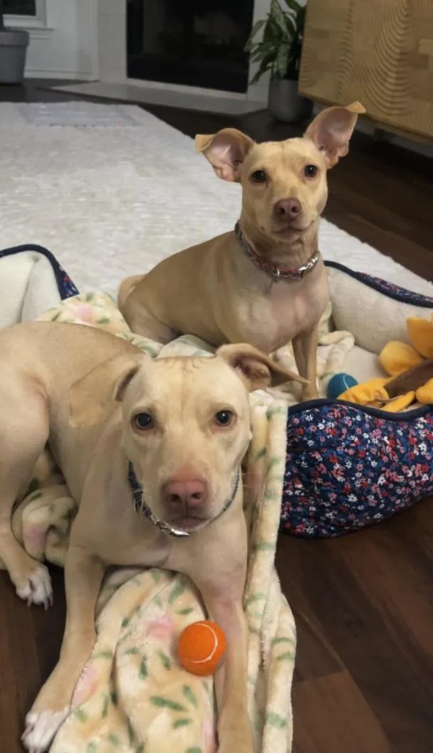 Tika & Sizzy thumbnail 2