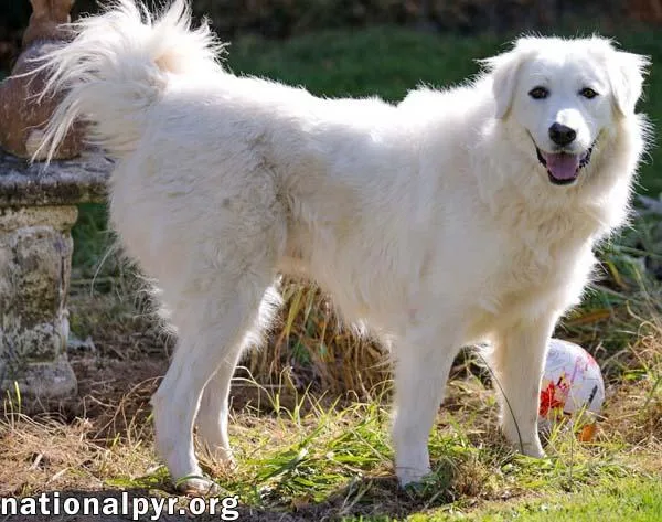 A senior large-sized female White / Cream Great Pyrenees dog named Lorelai in CT  for adoption in Beacon, NY