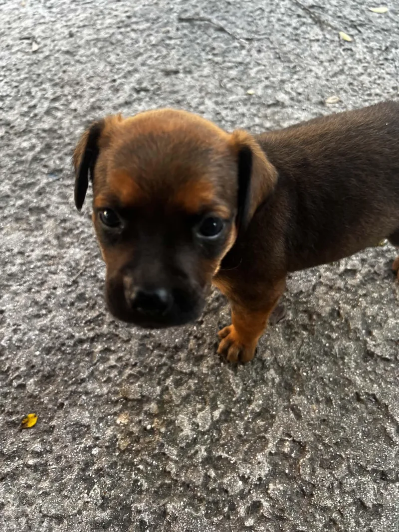 A baby small-sized female Black Mouth Cur dog named Layla for adoption in Welling, OK
