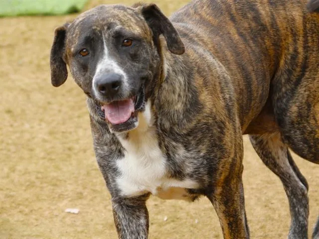 An adult large-sized female Mastiff dog named Nala for adoption in Tallahassee, FL