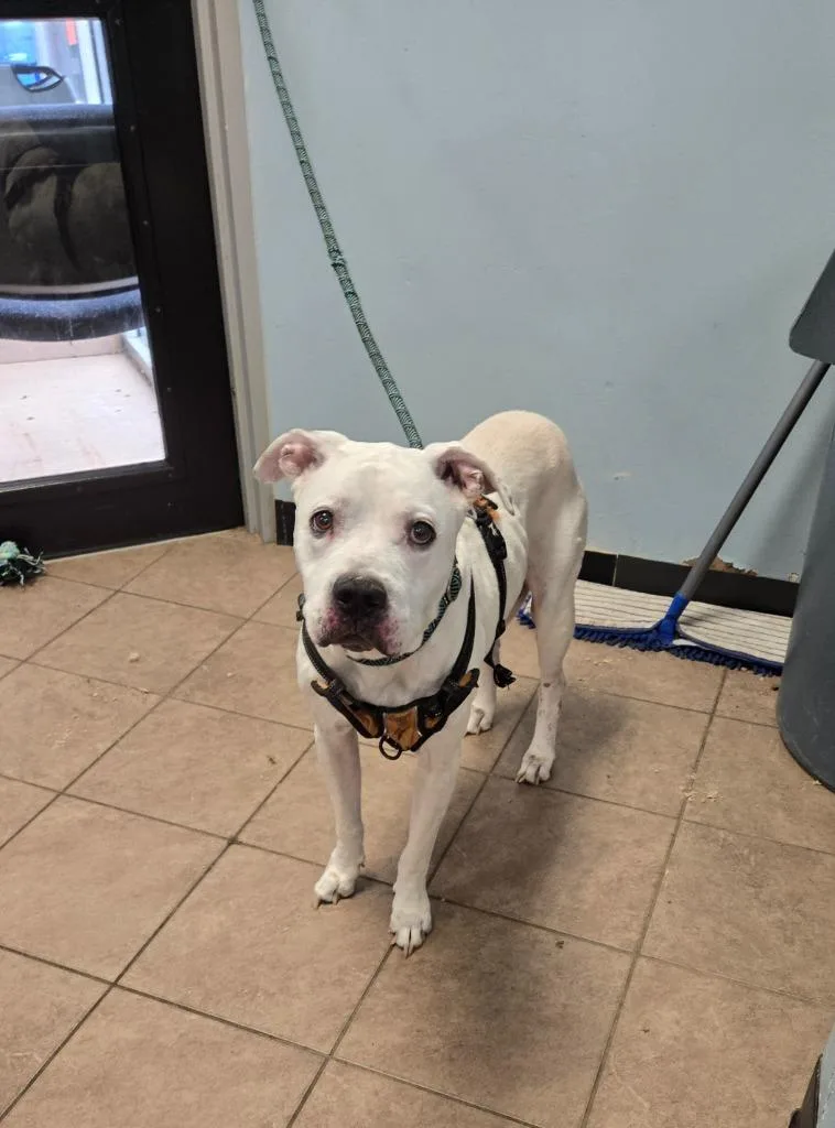 A senior medium-sized male Pit Bull Terrier dog named Darwin for adoption in Marion, OH
