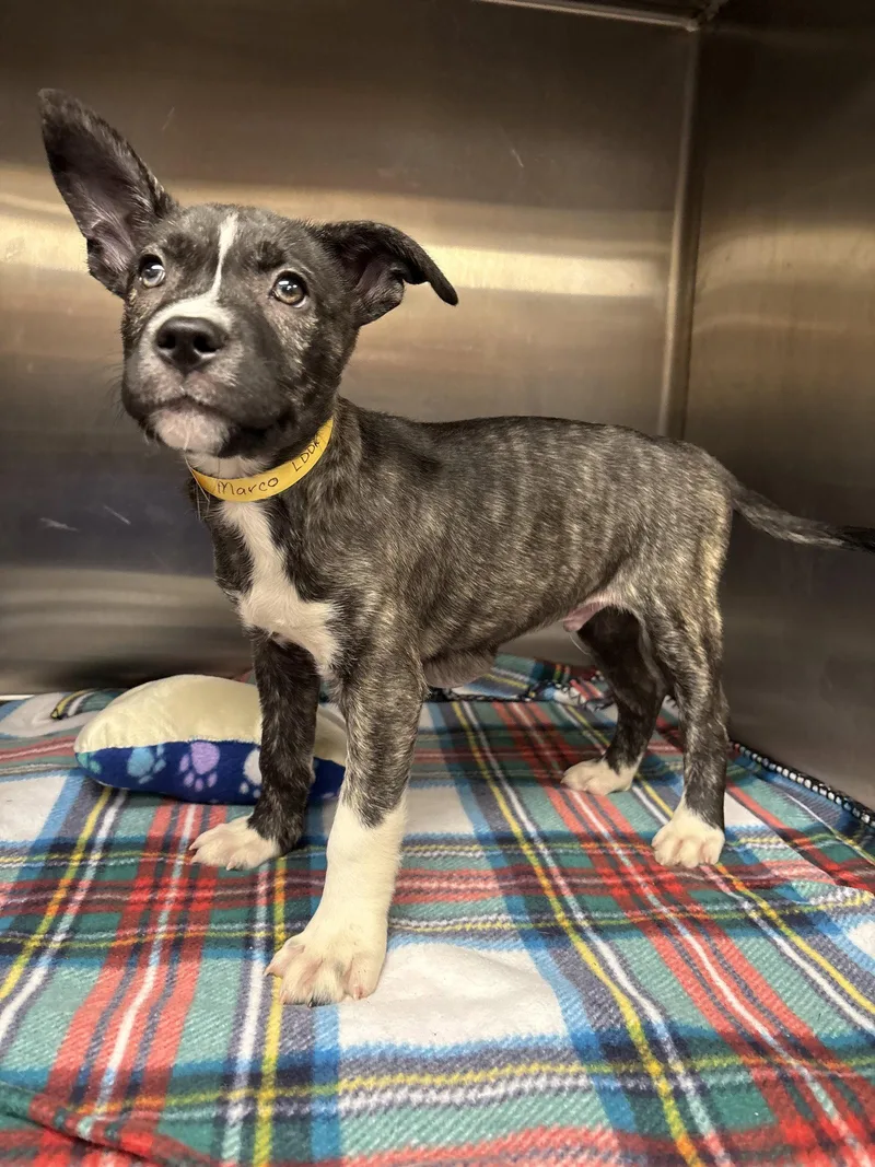 A baby medium-sized male Husky dog named Marko for adoption in Livonia, MI