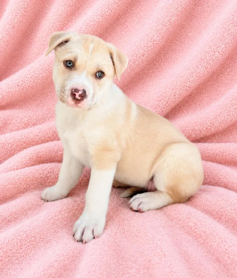 A baby small-sized female White / Cream Husky dog named Debbi for adoption in Lathrop, CA