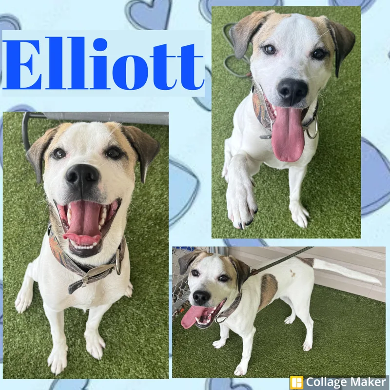 A young large-sized male White / Cream Retriever dog named Elliott for adoption in Clearfield, PA