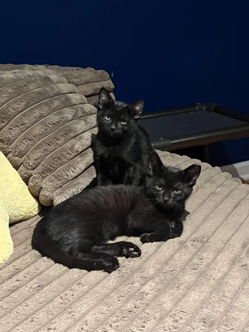 A baby medium-sized female Black Domestic Short Hair cat named Miss Argentina for adoption in warren, OH