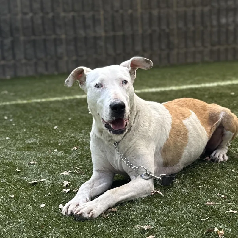 An adult medium-sized female White / Cream Mixed Breed dog named Summer for adoption in Dublin, CA
