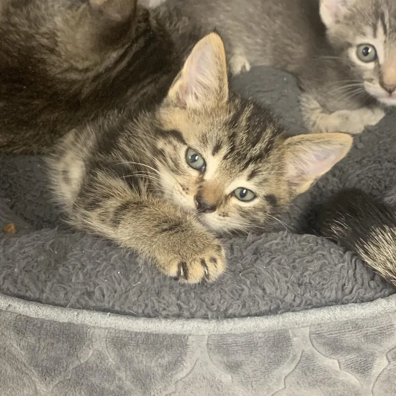 A baby small-sized male Brown / Chocolate Domestic Short Hair cat named Pepe for adoption in West Palm Beach, FL