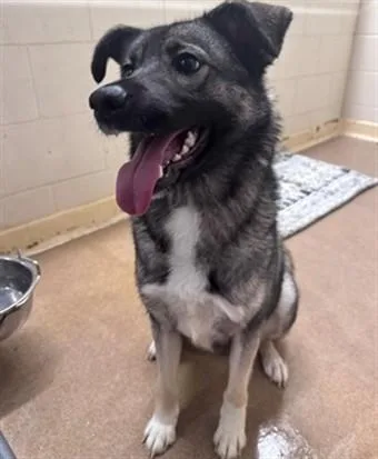 A young medium-sized female Norwegian Elkhound dog named Nala for adoption in Anchorage, AK