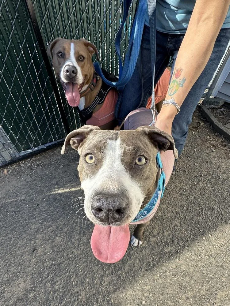 Scarlett thumbnail 4