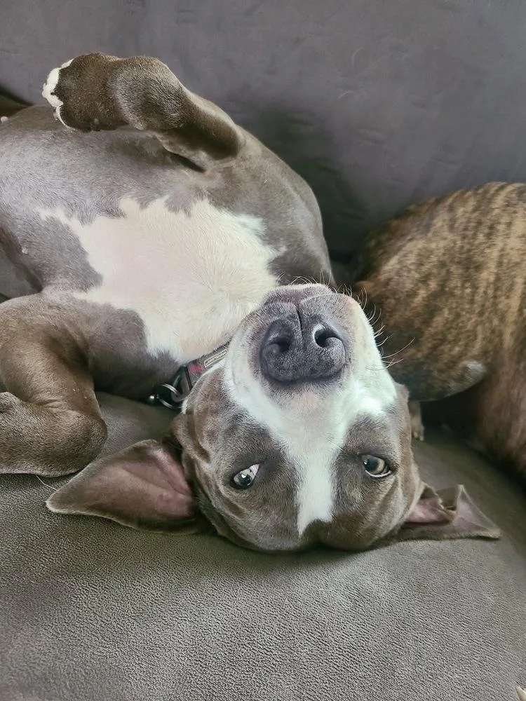 Scarlett thumbnail 5