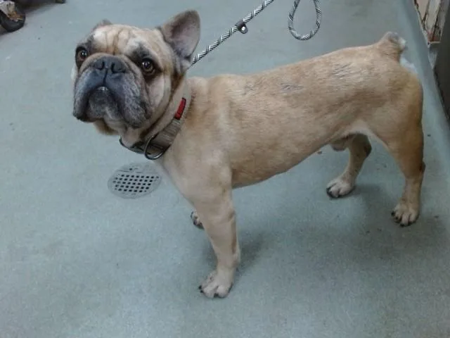An adult medium-sized male French Bulldog dog named Frank for adoption in Salinas, CA