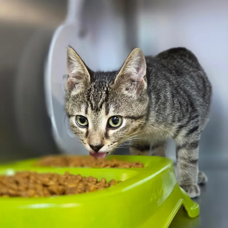 A baby small-sized female Brown / Chocolate Domestic Short Hair cat named Jumping Bean for adoption in Windsor, VA