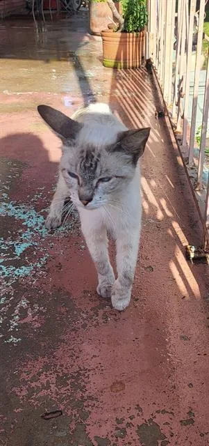 An adult small-sized female Domestic Short Hair cat named Moana for adoption in San Antonio, TX