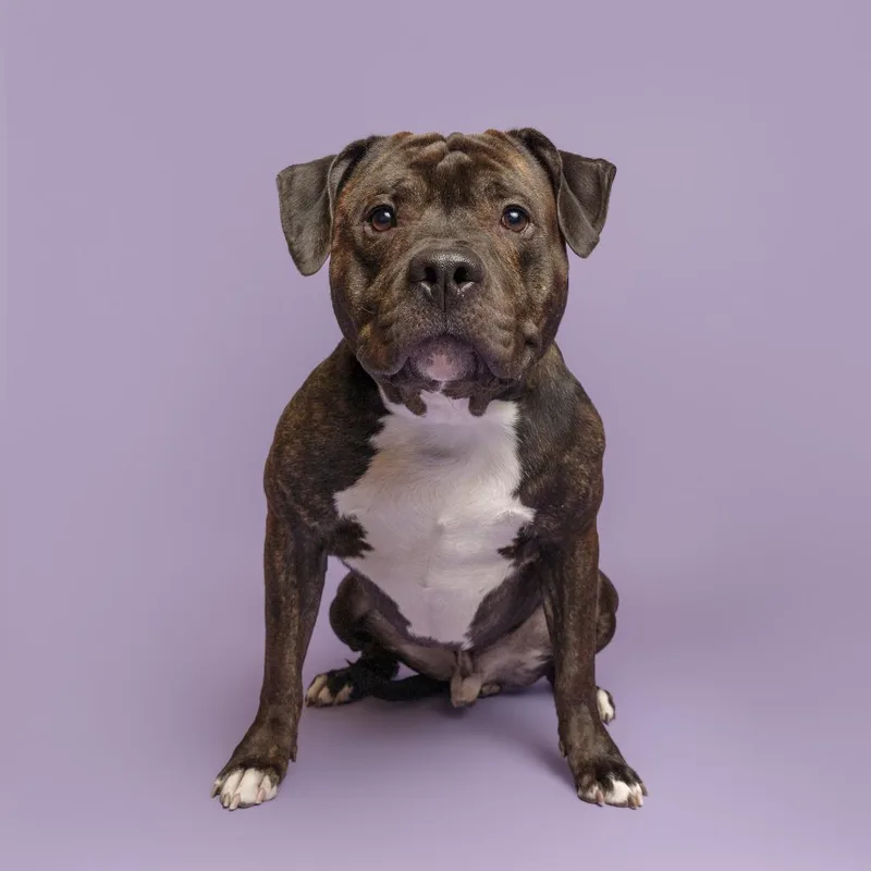 An adult large-sized male Brindle Mixed Breed dog named Hughey for adoption in Pittsburgh, PA