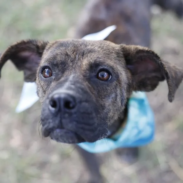 A young medium-sized female Shepherd dog named Riley for adoption in San Antonio, TX
