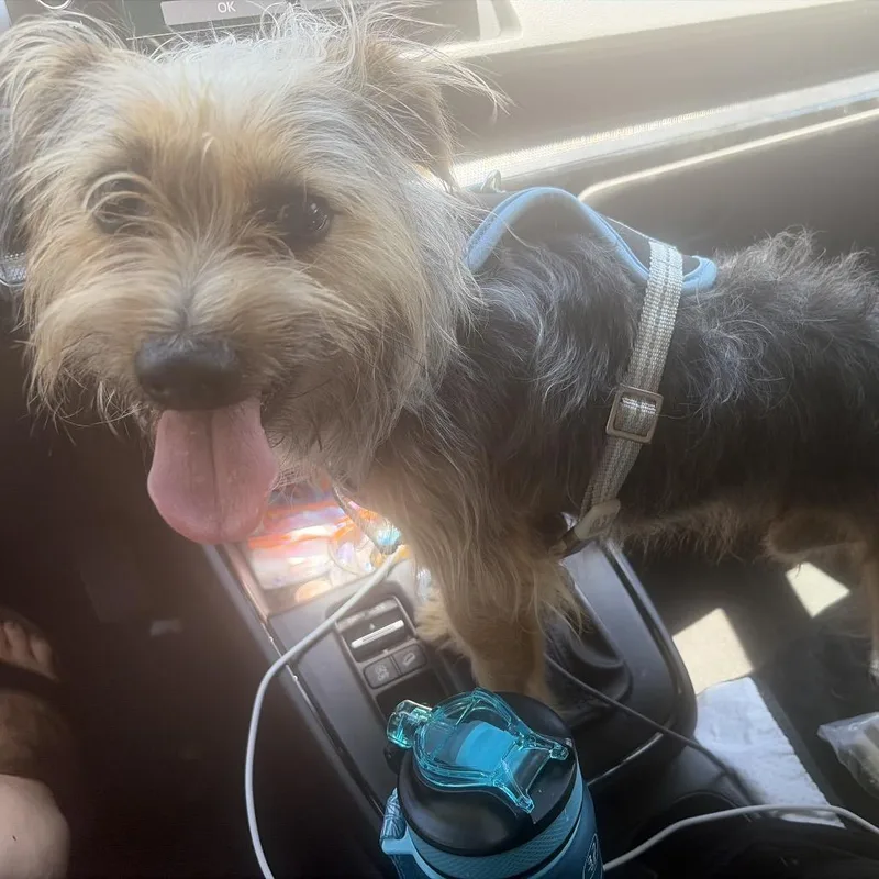 A young small-sized male Brown / Chocolate Yorkshire Terrier dog named Quentin for adoption in Long Beach, CA