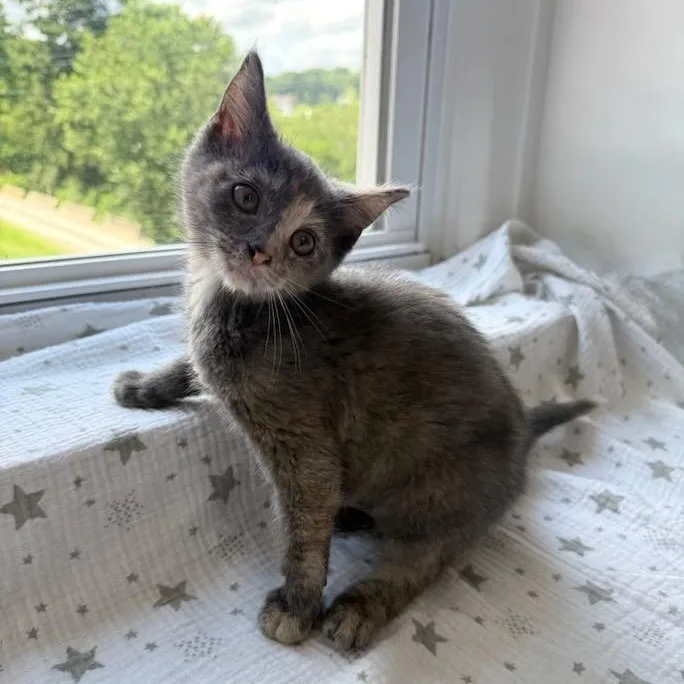 A baby medium-sized female Dilute Tortoiseshell Domestic Short Hair cat named Cordelia for adoption in Greensburg, PA