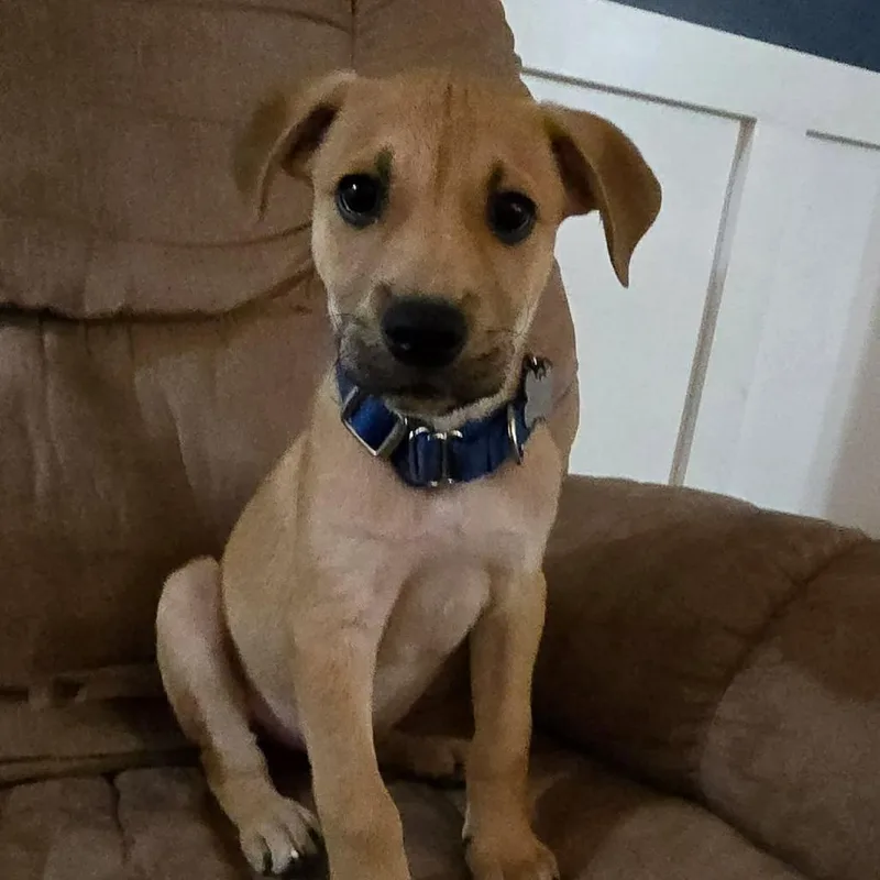 A baby medium-sized male Terrier dog named Cyrus for adoption in Jarrettsville, MD