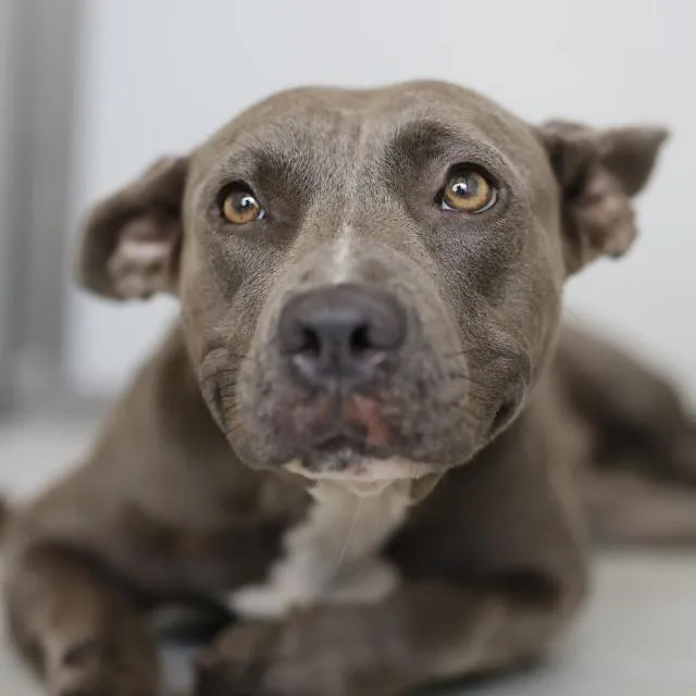 A young medium-sized female American Staffordshire Terrier dog named June for adoption in San Antonio, TX